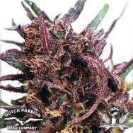 Dutch Passion Seeds Purple #1